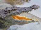 Nile Crocodile
