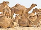 Camel