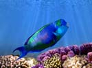 Parrot fish