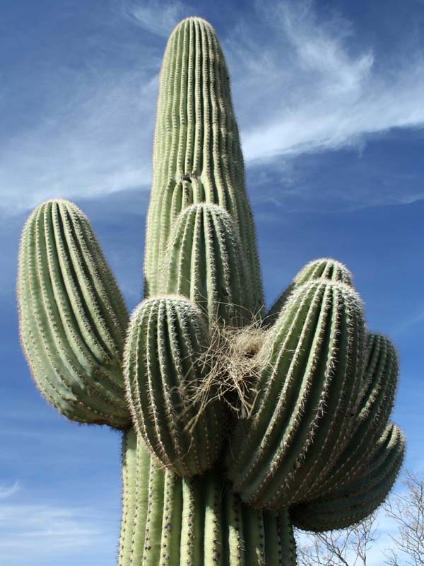 image gallery mexico plants image gallery mexico plants