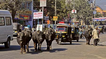 img-india-transport-cow.jpg