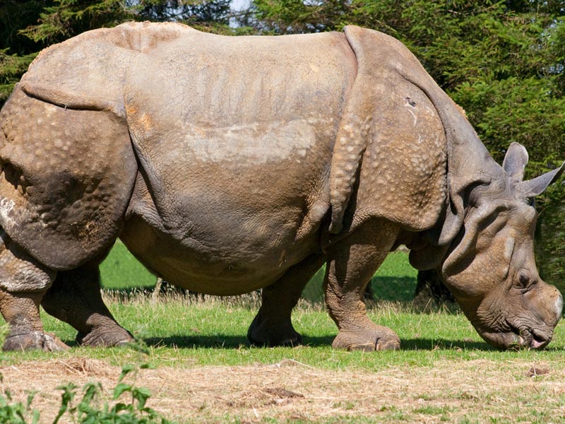 Rhinoceros summary image