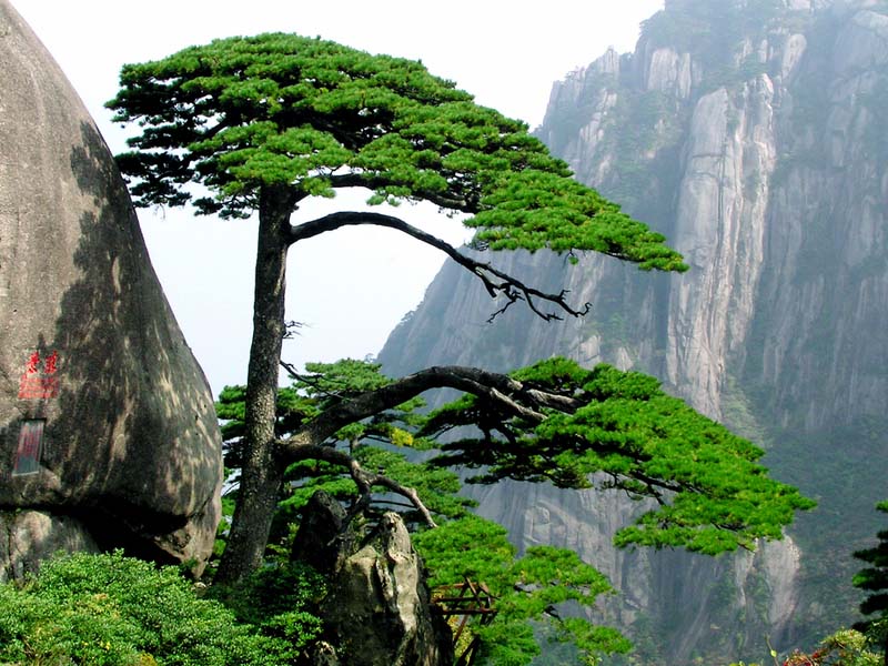 img-china-pinetree_big.jpg