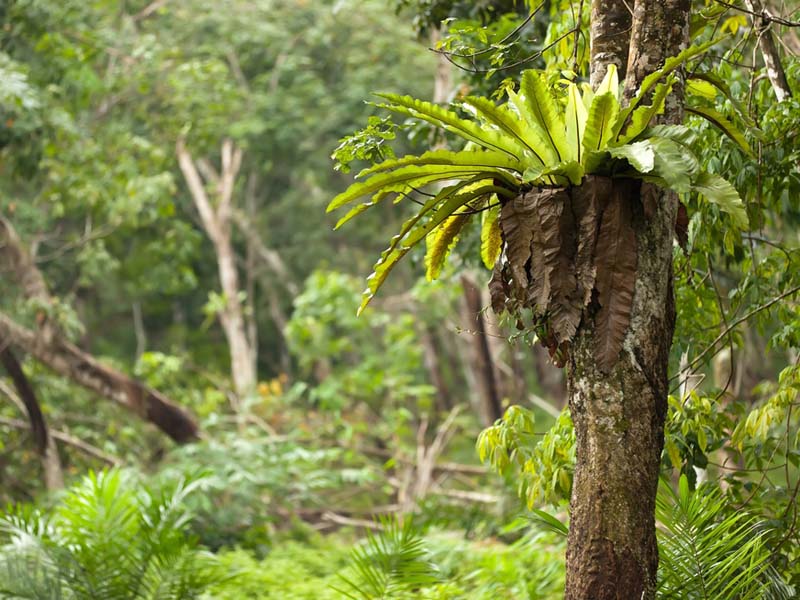 Rainforest Layers Lessons Tes Teach