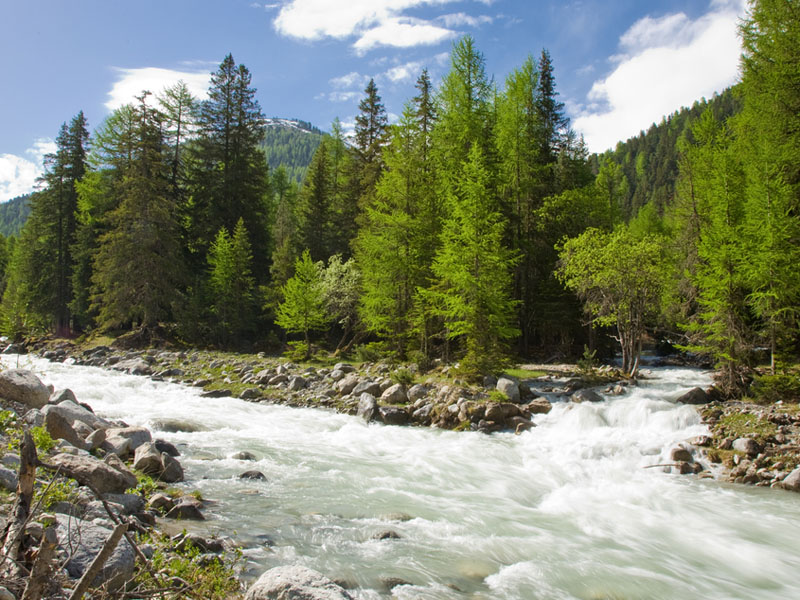 What Animals Live In The Taiga? - WorldAtlas