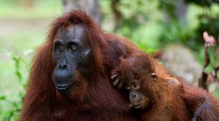 Rainforests Animals For Primary Children