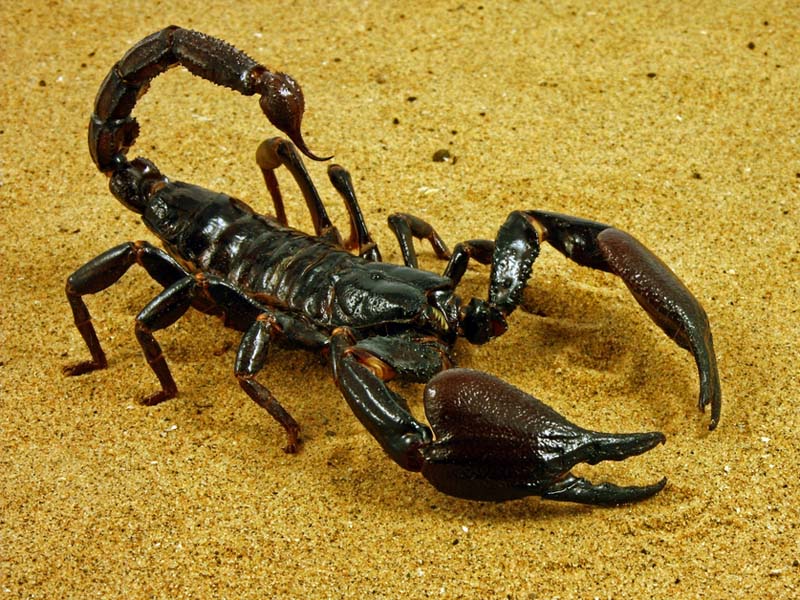 Desert Animals For Kids