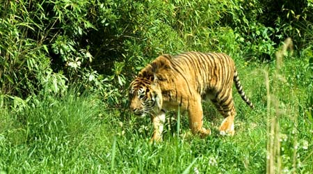 a game of tigers and sheep summary