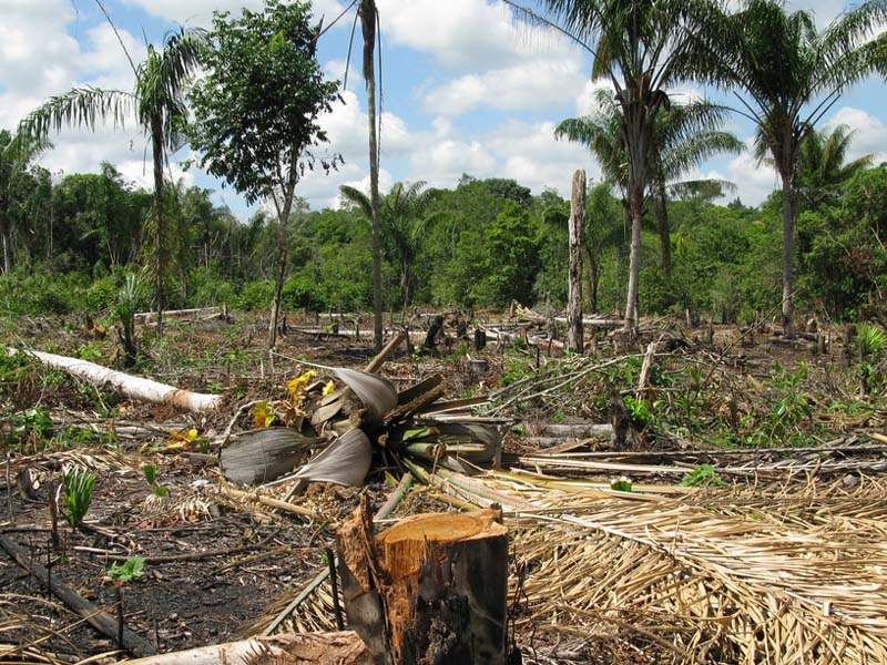 Rainforest Deforestation For Primary Kids