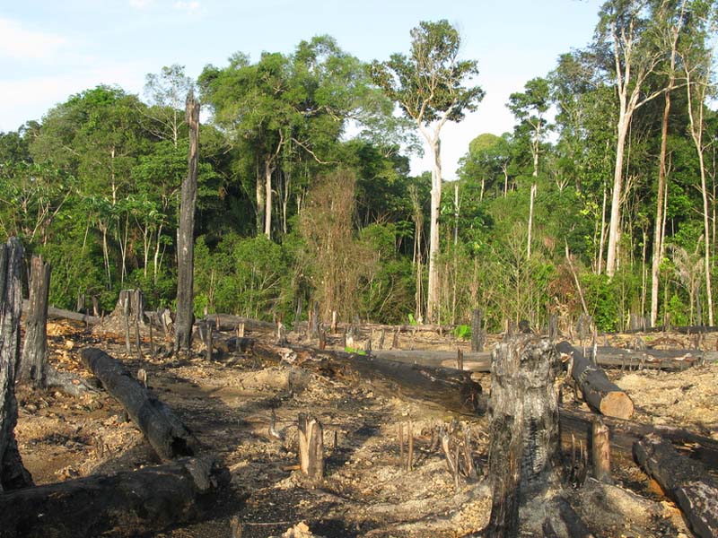 Rainforest Deforestation For Primary Kids