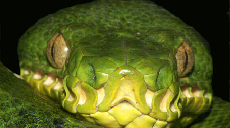 Rainforests Animals For Primary Children Rainforests Animals For Primary Children