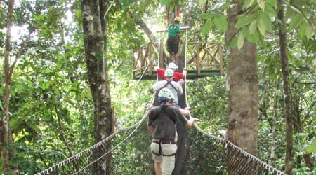 Rainforest Canopy Layer For Primary Kids