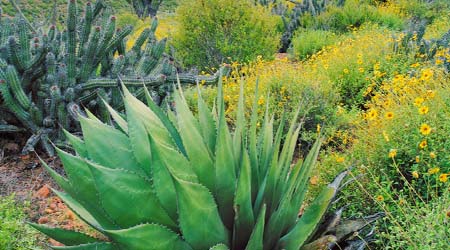 animals and plants of