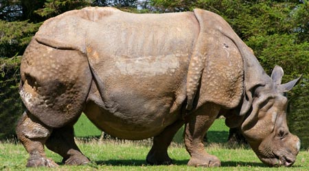 animals of india for kids types of animals