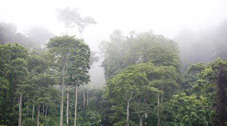 Rainforest Emergent Layer For Primary Kids