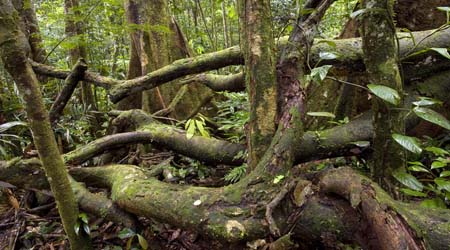 Rainforest Forest Floor For Primary Kids