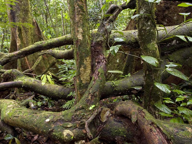 Rainforest Forest Floor For Primary Kids