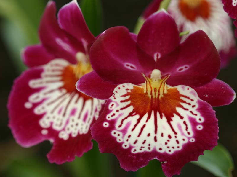 Amazon Rainforest Orchid Plants At Melody Hanks Blog