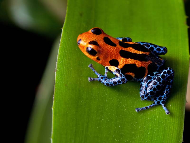 Rainforests Animals For Primary Children