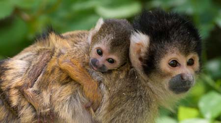 Rainforests Animals For Primary Children