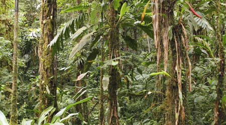 Rainforest Understory Layer For Primary Kids