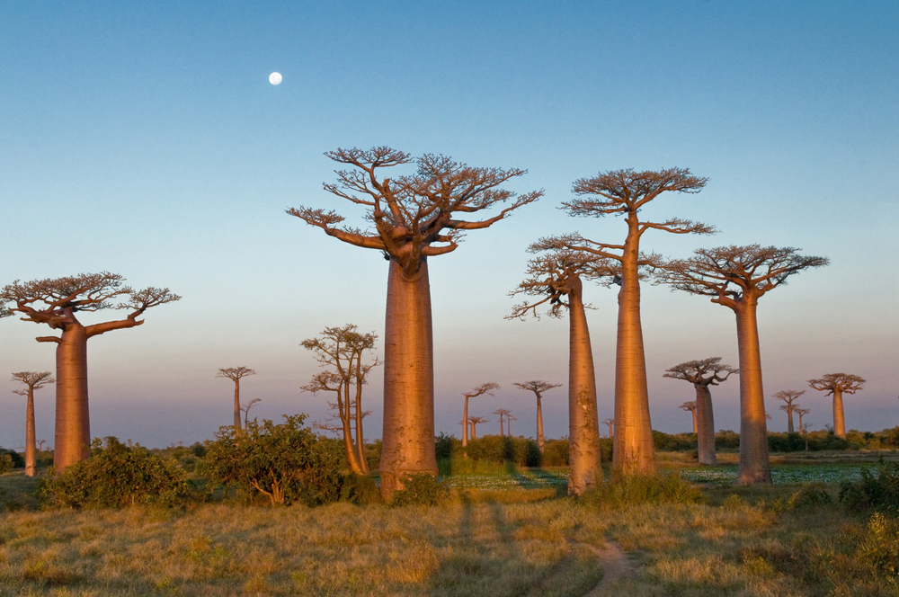 Savanna Trees