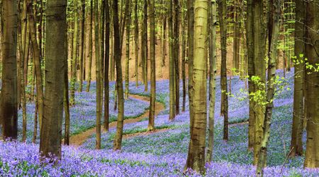 Temperate Forests For Kids - Location, Climate, Plants And Animals
