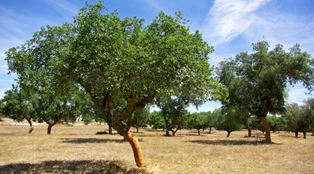 Mediterranean For Kids Location Climate Plants And Animals Cork Tree In Mediterranean