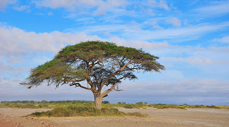 Savanna Ecosystem Social Studies