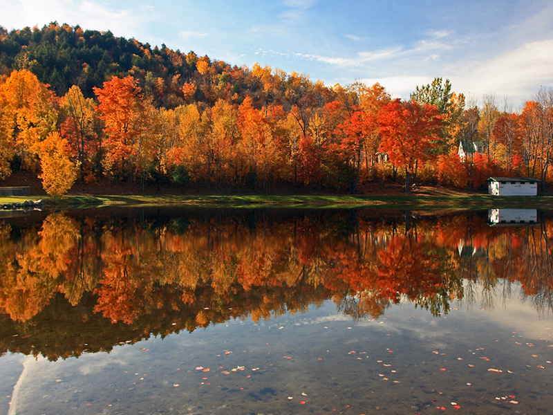 Temperate Forests For Kids Location Climate Plants And Animals
