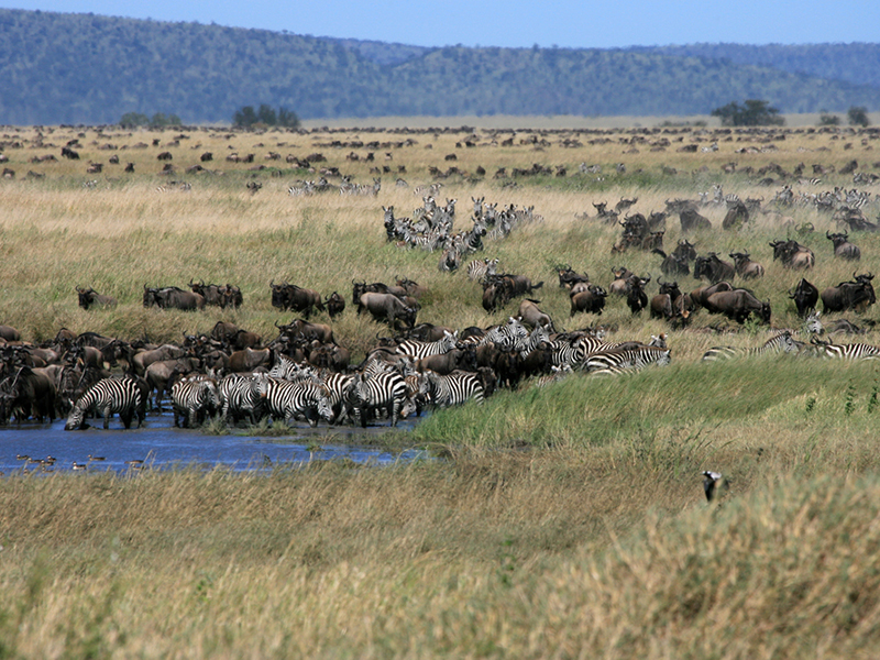 Savanna Ecosystem Social Studies