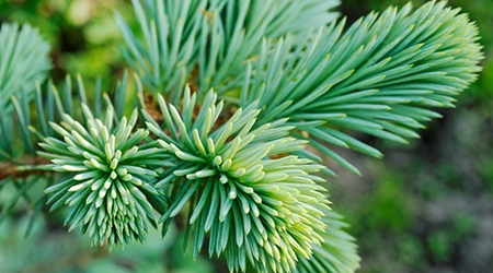 Taiga Forests For Kids Location Climate Plants And Animals