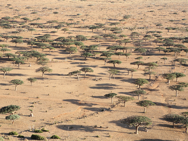 Savanna Ecosystem Social Studies