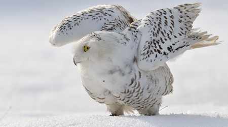 tundra regions for kids location climate plants and animals animals that live in the tundra
