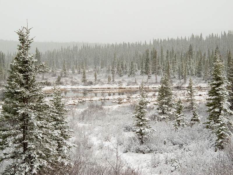 Taiga forests for kids - location, climate, plants and animals