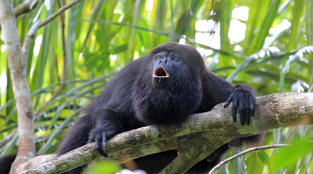 Rainforest Emergent Layer For Primary Kids